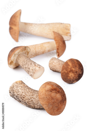 The brown cap boletus isolated on white background