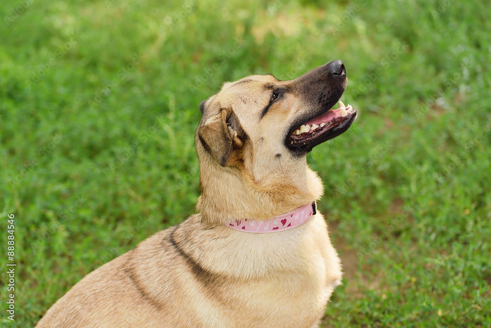 Happy dog closeup portrait