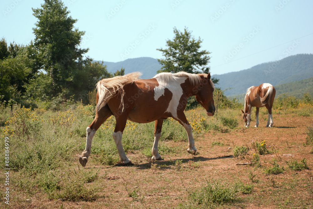Wild horse of color white and brown