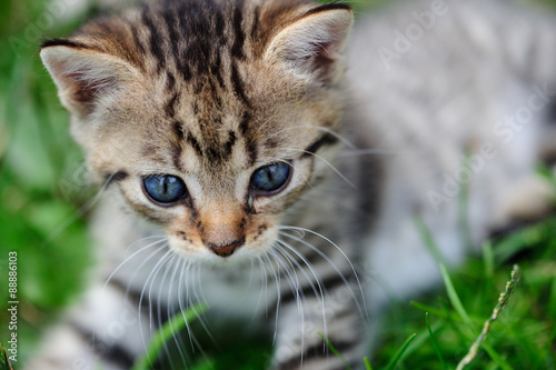 lovely kitty with blue eyes