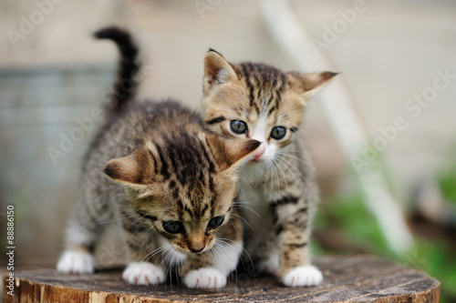 lovely kitty with blue eyes