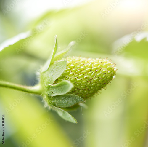 strawberry that is unripe what is still attached to the plant