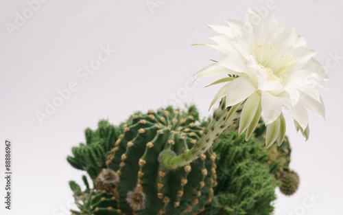 flowering cactus on a white background