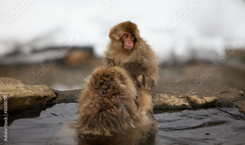 Cute and funny Japanese macaque, snow monkeys, Nagano prefecture,Japan © Cristian Andriana