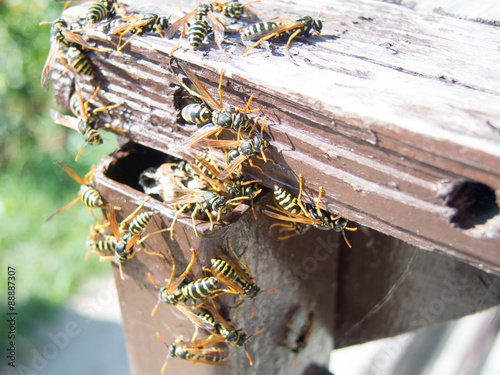 hornet nest and hornets photo