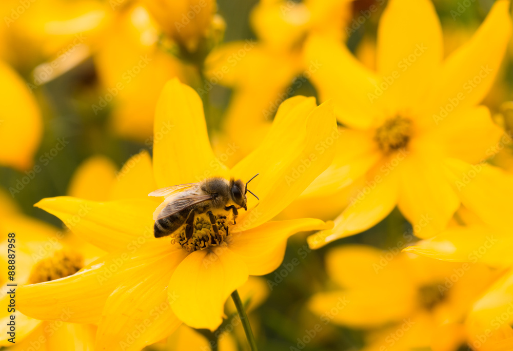 honey bee at work taking pollen from yellow flowers honey bee at work taking pollen from yellow flowers