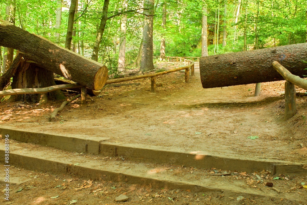 Fototapeta premium Cut trunk. Big tree fallen down to the little path in spring forest park.
