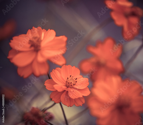 orange garden flowers at abstract background