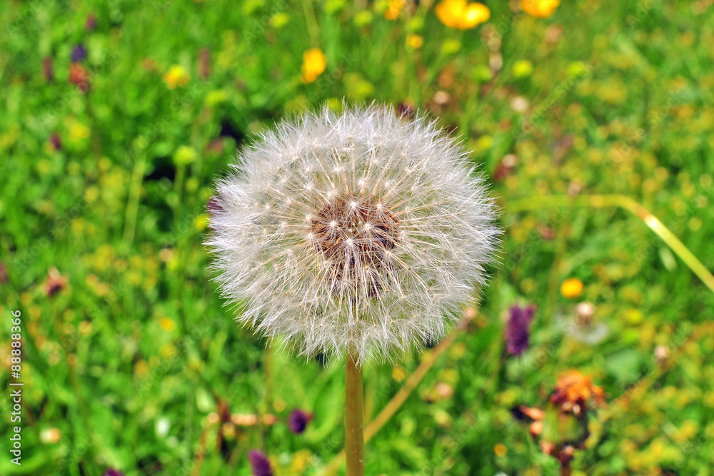 Dandelion