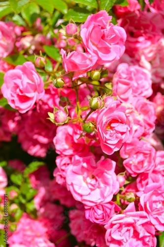Glückwunschkarte - rosa Rosen