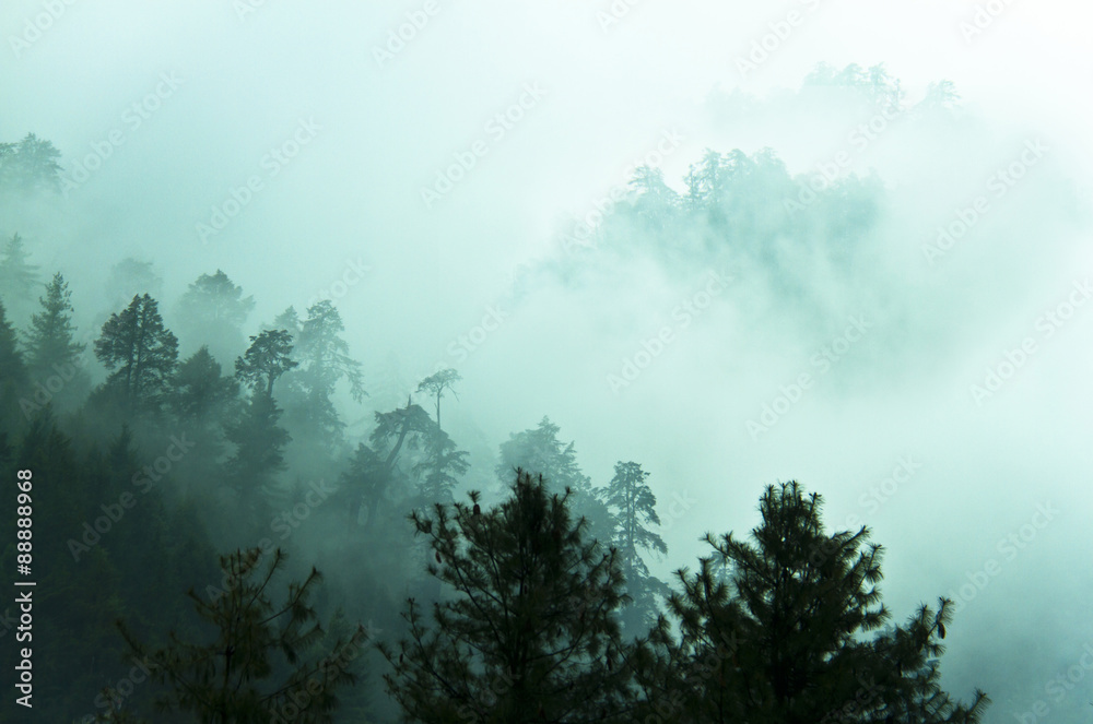 Beautiful fog in Himalayas forest Beautiful fog in Himalayas forest