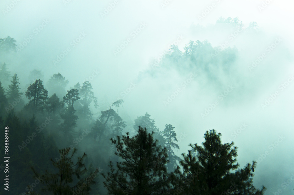 Beautiful fog in Himalayas forest