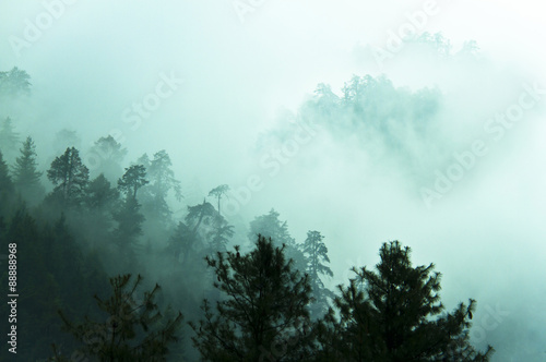 Beautiful fog in Himalayas forest