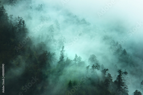 misty forest landscape in the mountains