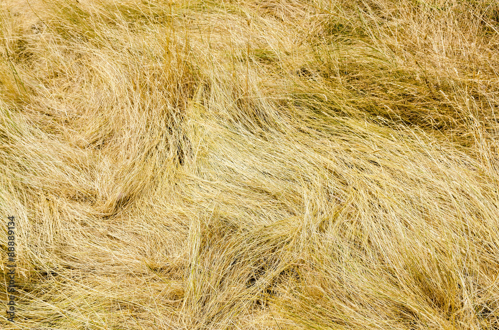 Fototapeta premium Dry hay