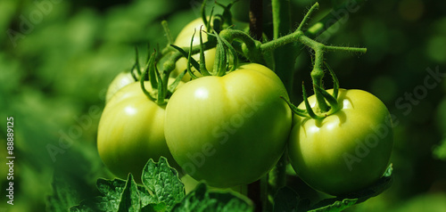 Green tomatoes