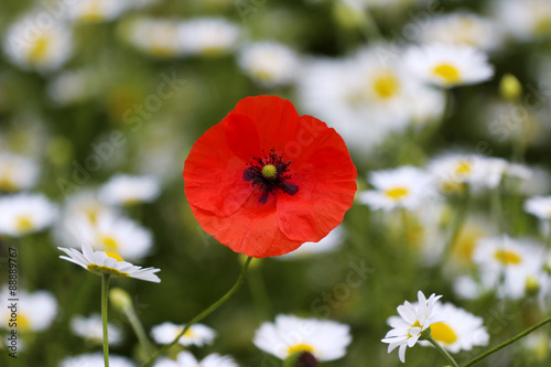 Poppy with Daisies 