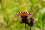 Beautifull butterfly on flower
