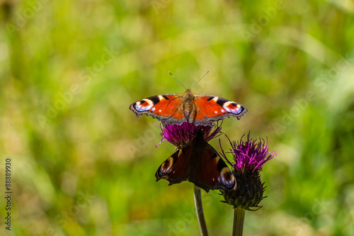Beautifull butterfly on flower 