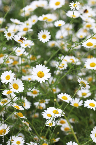 Field of Daisies  © pamela_d_mcadams