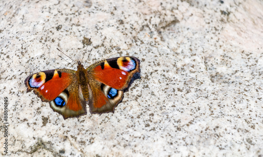 Beautifull butterfly on white rock
Beautifull butterfly on white rock