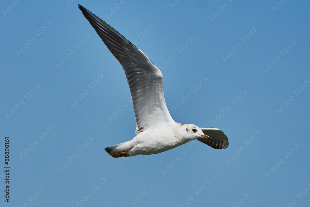 Obraz premium Seagull in flight