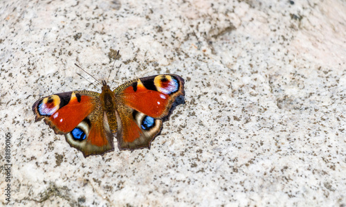 Beautifull butterfly on white rock

