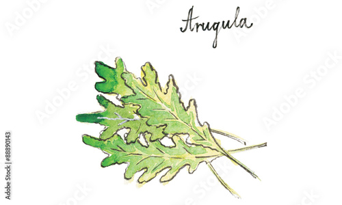 Watercolor vector arugula