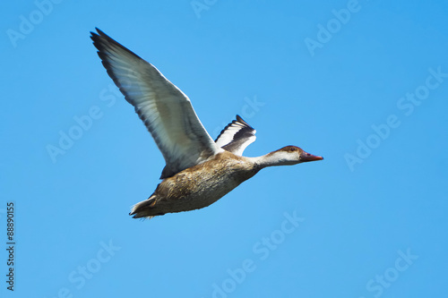 Duck in flight © vitolef