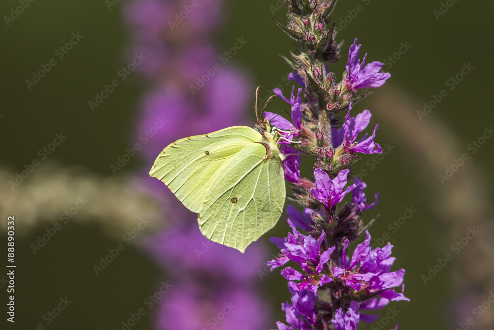 Zitronenfalter (Gonepteryx rhamni) Zitronenfalter (Gonepteryx rhamni)