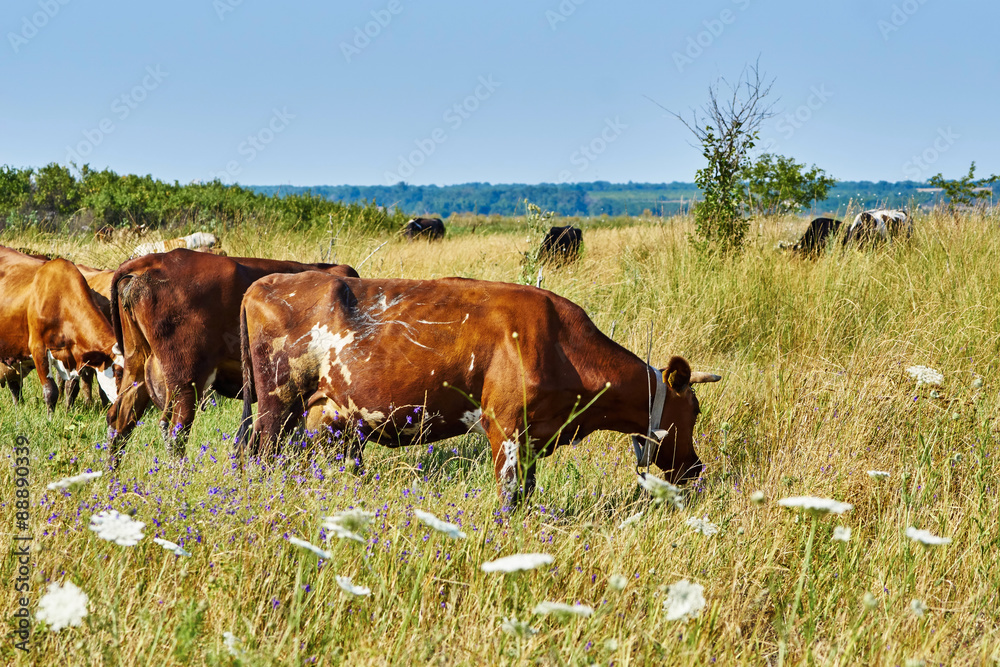 Cow on a summer pasture Cow on a summer pasture