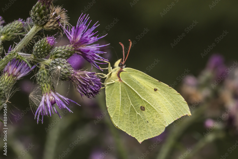 Zitronenfalter (Gonepteryx rhamni) Zitronenfalter (Gonepteryx rhamni)