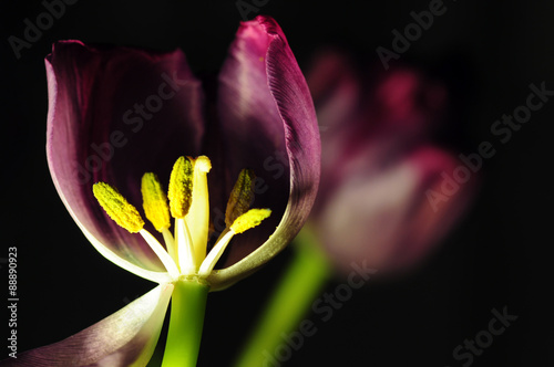 Tulipan środek przybliżenie