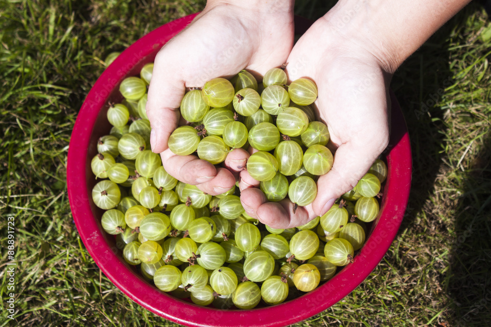 Green gooseberries Green gooseberries