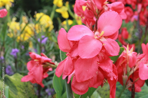 Beautiful pink flowers in a garden