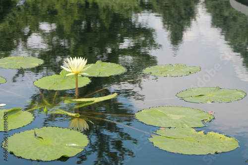 Lily pad in pond with reflection of trees