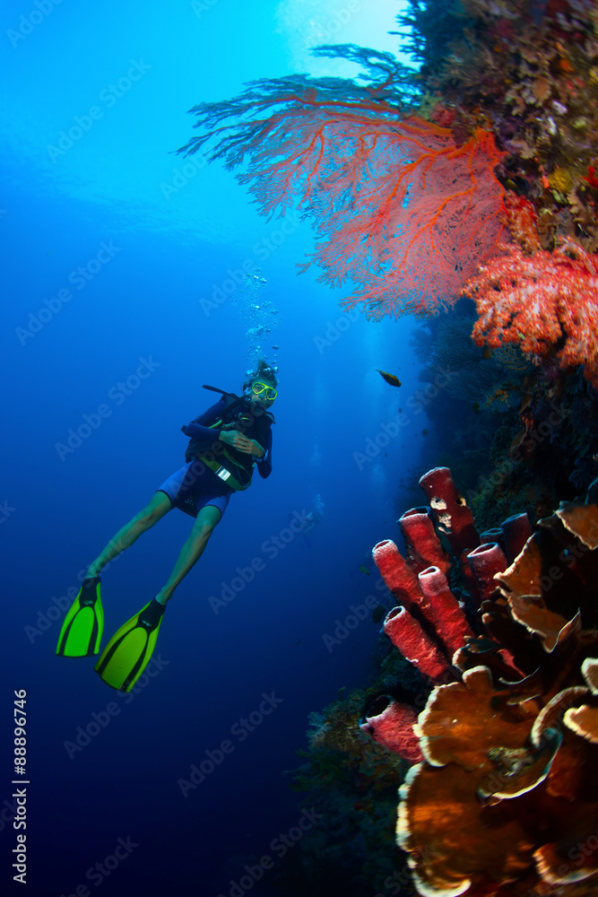 Diver and coral