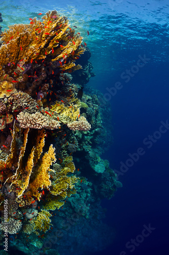 Red Sea underwater