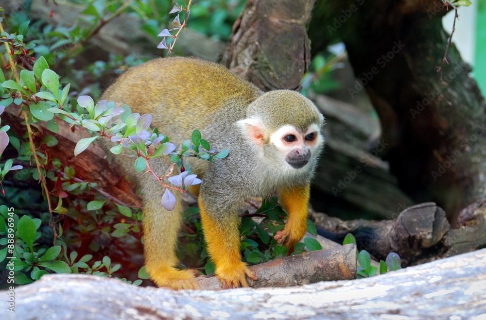 Obraz premium Squirrel Monkey