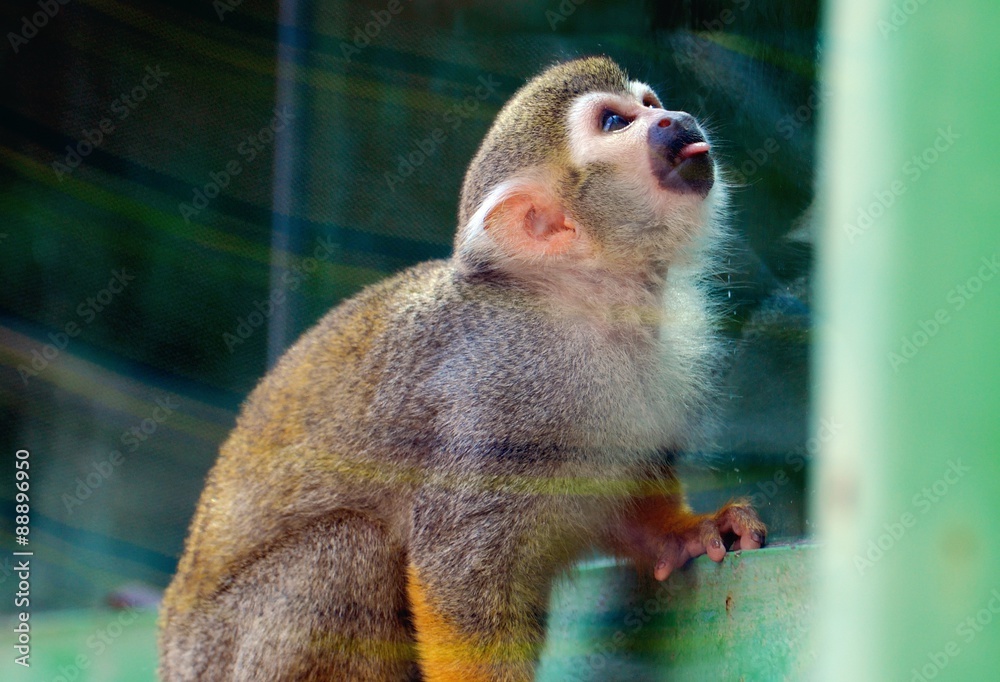 Obraz premium Squirrel Monkey