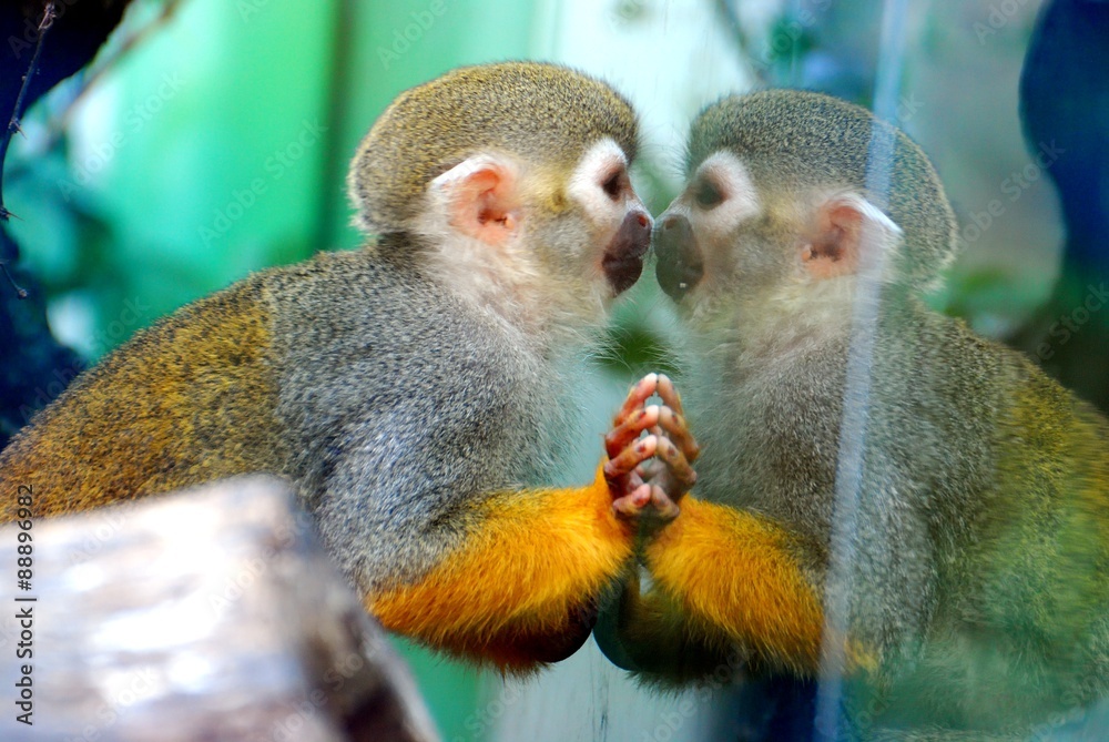 Obraz premium Squirrel Monkey