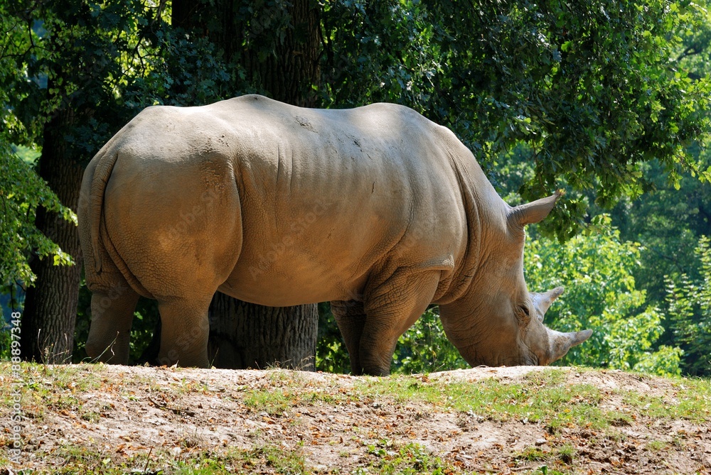 Obraz premium Rhinoceros