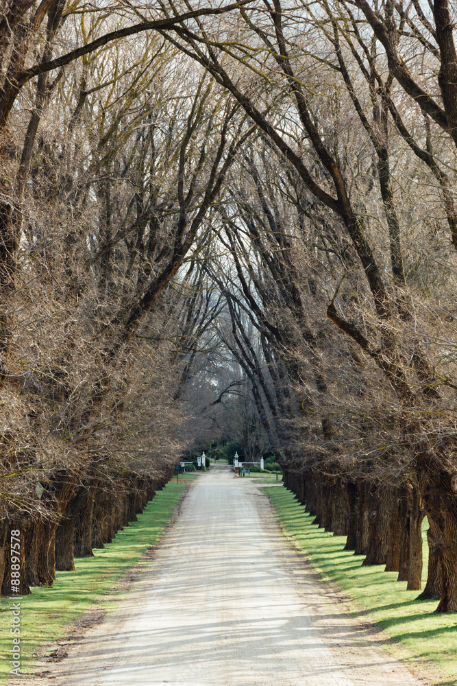 Tree Lined Laneway