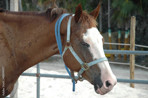 Cute brown horser