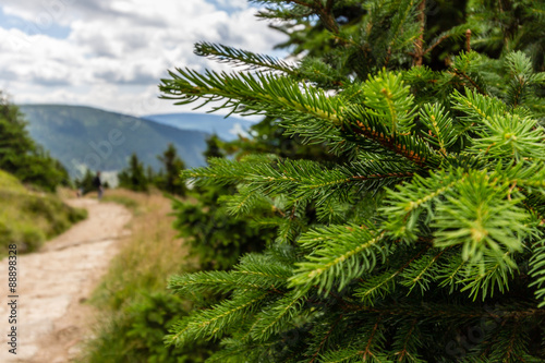 Mountain path in the national park Krkonose  