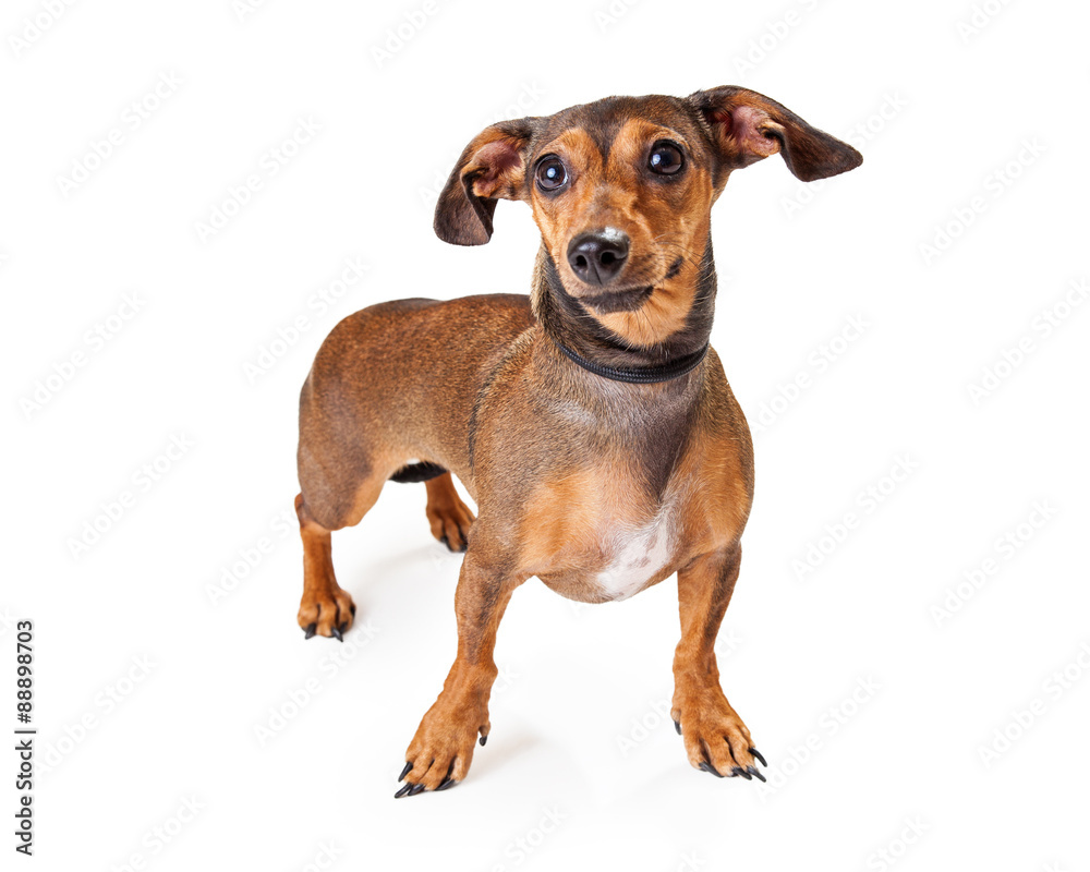 Alert Dachshund Mixed Breed Dog Standing