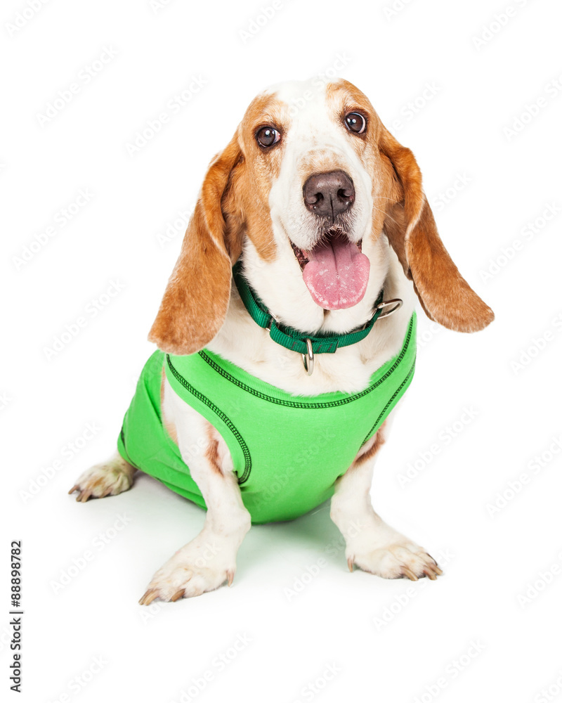 Basset Hound Dog in Green