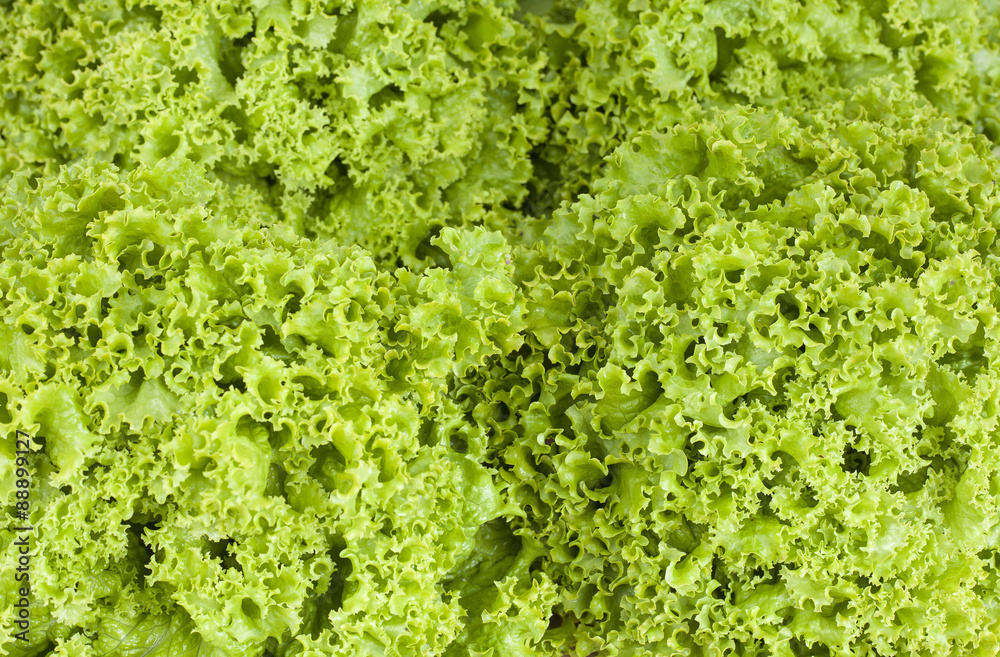 Lechuga crespa verde Lechuga crespa verde