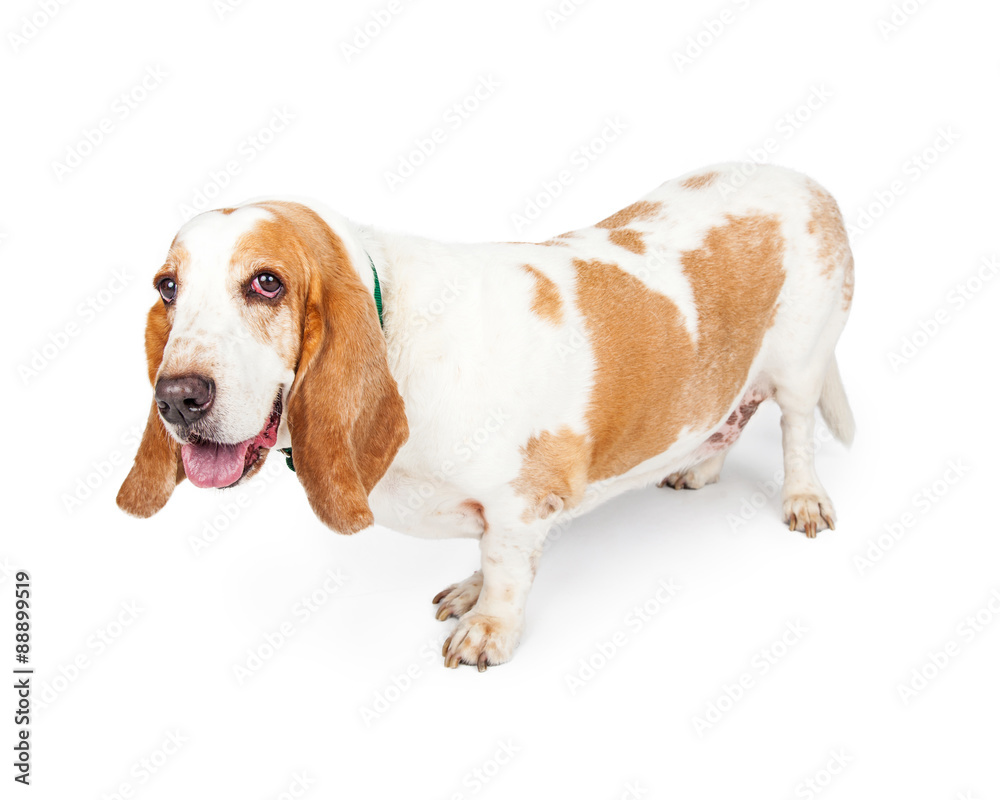 Happy Basset Hound Dog Side View