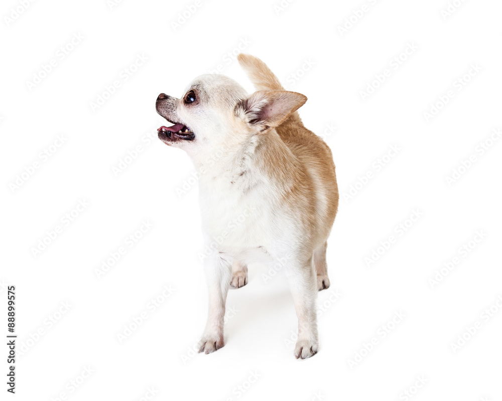 Obraz premium Happy Chihuahua Dog Looking to Side
